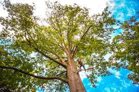 Best Tree Risk Assessment  in Hickory Hls, IL